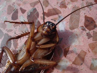 cat killing cockroach