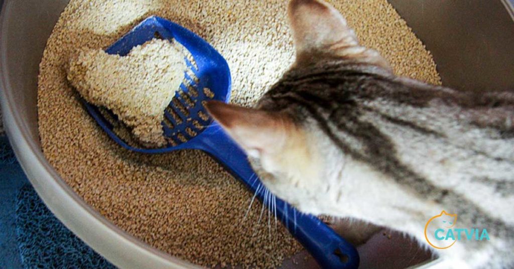 How To Choose The Right Cat Litter Easy Guide 5578