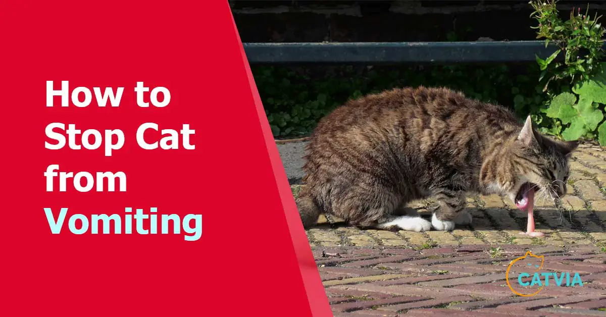 stop cat from vomiting