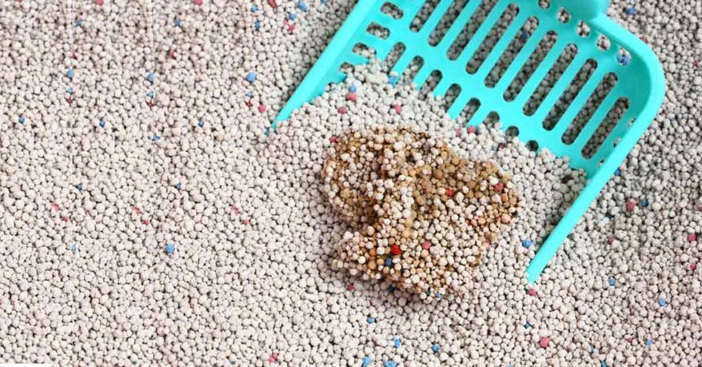 What Kind of Cat Litter Should I Use?