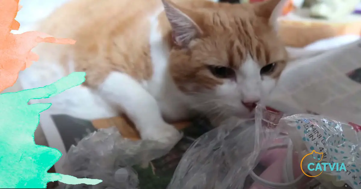 Cat eats plastic