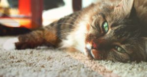 Why Does My Cat Throw Up After Eating?