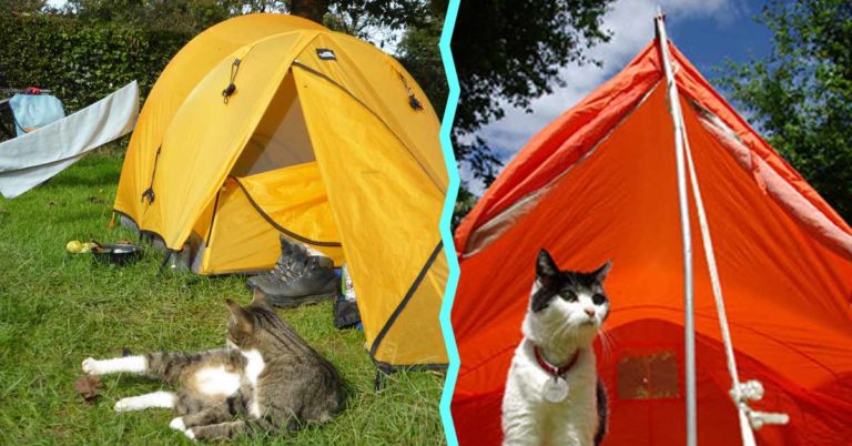 How To Go Camping With Cat (Ultimate Guide)