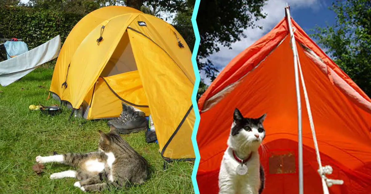 camping with cat
