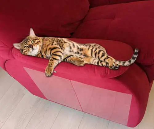 best furniture protector for cats