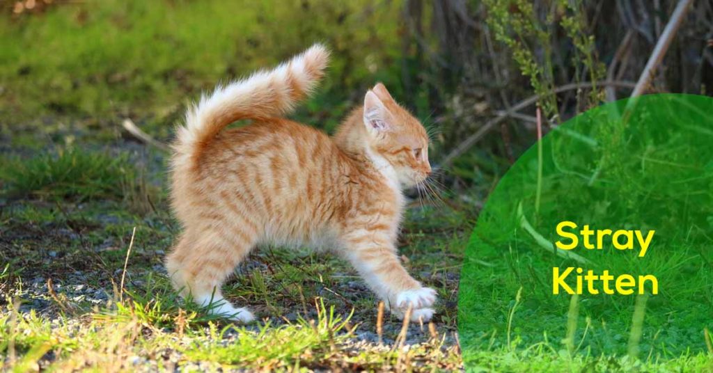 what-to-do-when-you-find-a-stray-kitten-helpful-tips