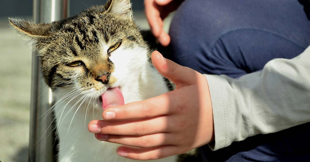 what-does-it-mean-when-cat-grooms-or-lick-you