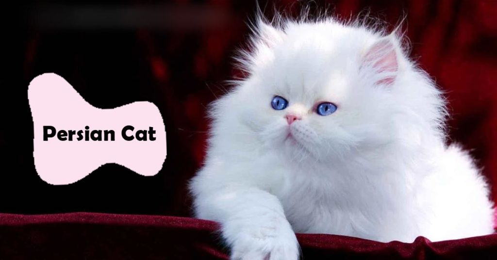 How to Take Care of Persian Cats in Summer