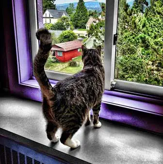 Cat seeing outside from window