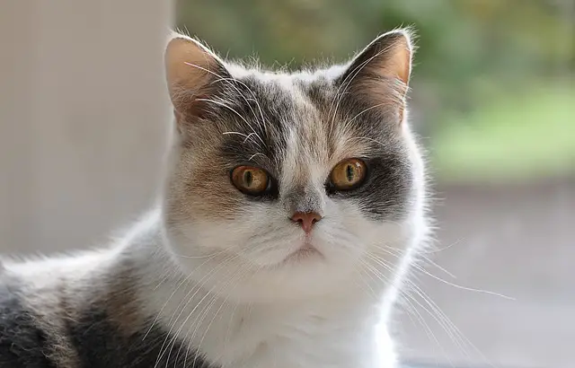 Persian cat care in summer