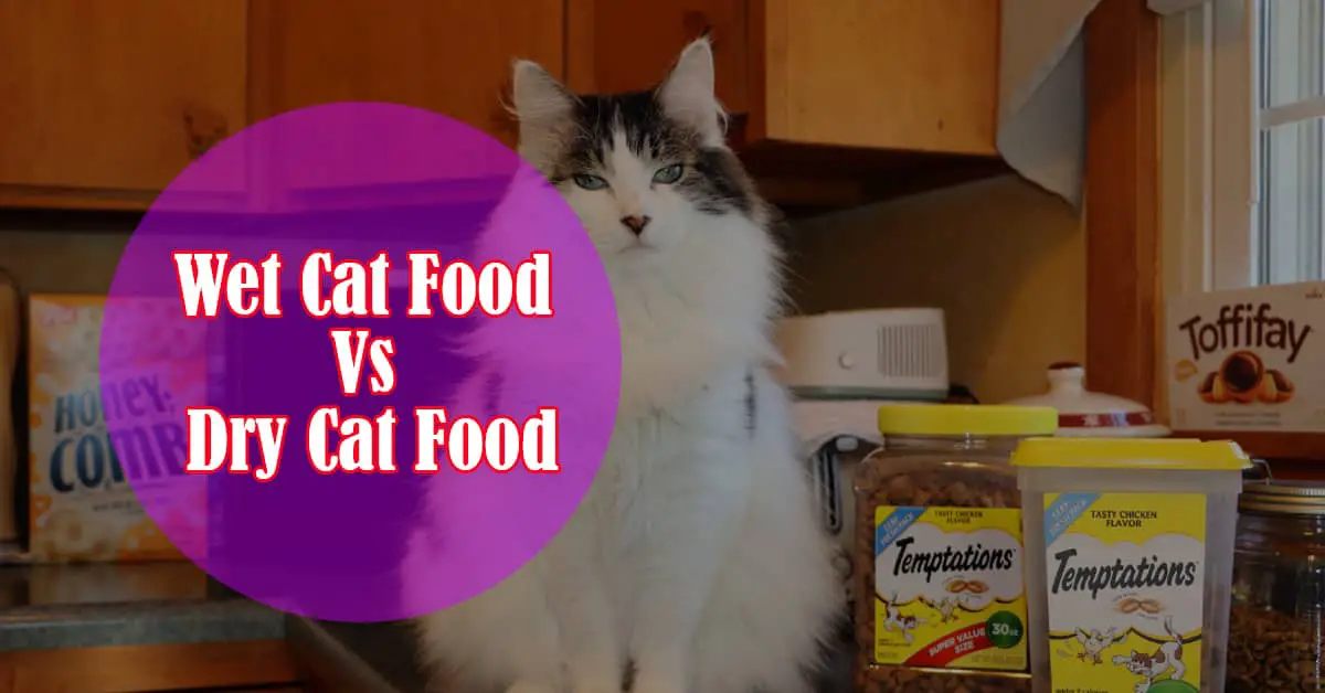 Wet vs Dry Cat Food