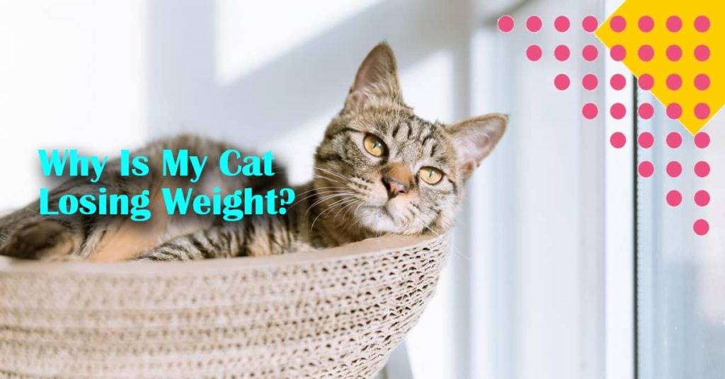 Why Is My Cat Losing Weight?