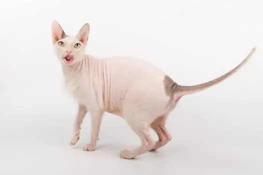 Hairless Cat Breed Sphynx Cat