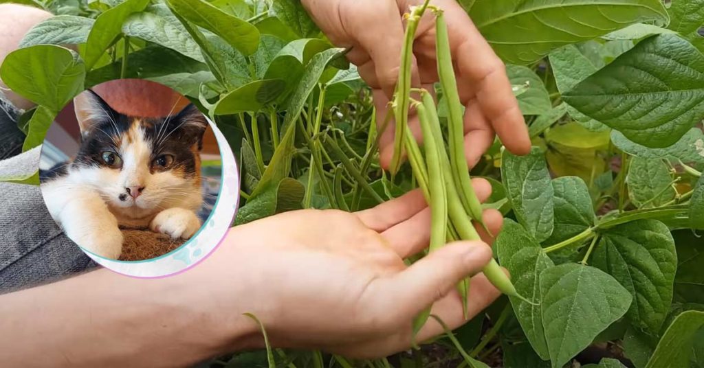 are green beans toxic to cats