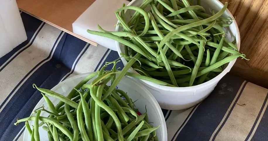 Are Green Beans Safe For Cats