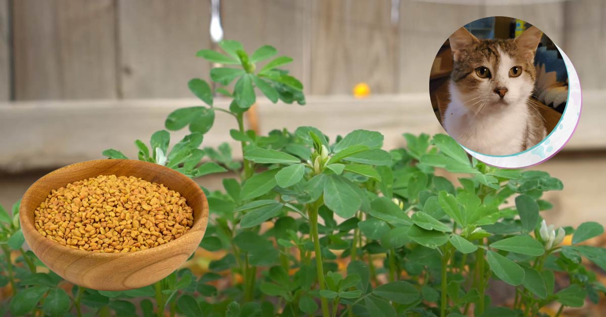 Can Cats Eat Fenugreek