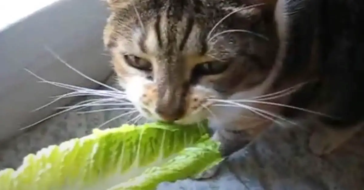 Can Cats Eat Romaine Lettuce
