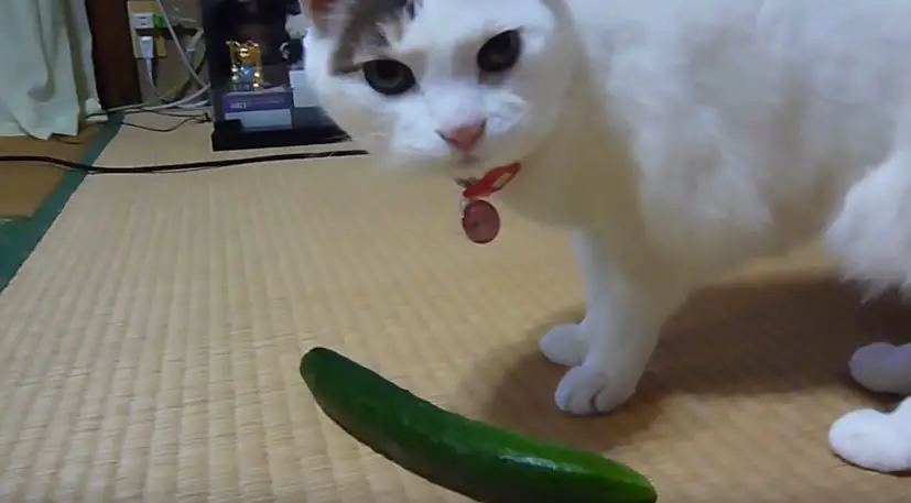 cat eating cucumber