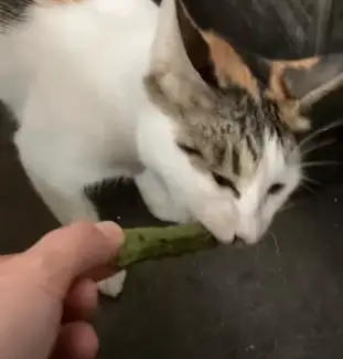 cat eating okra