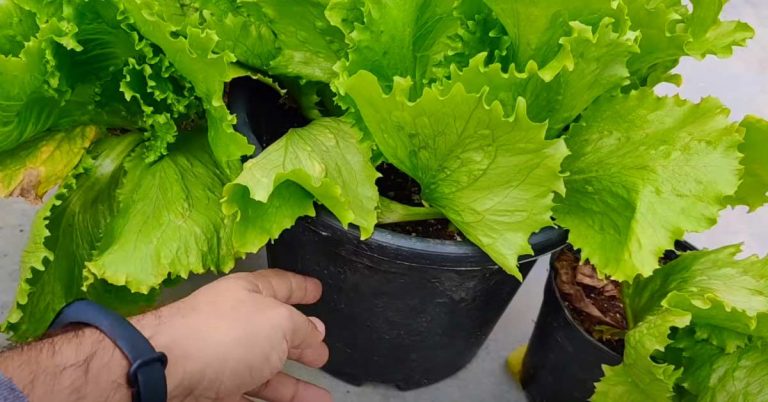 Can Cats Eat Iceberg Lettuce Is It Safe Explained can-cats-eat-iceberg-lettuce-is-it-safe-explained