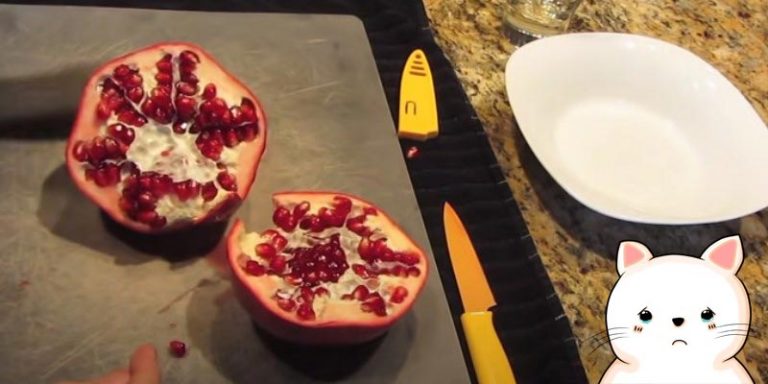 can-cats-eat-pomegranate-seeds-explained