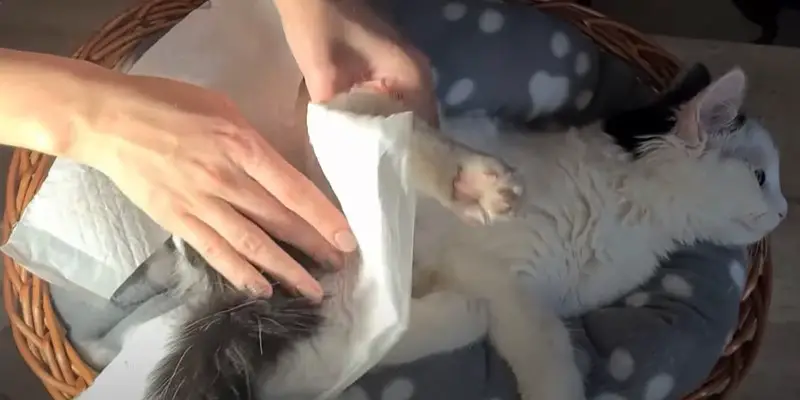 DIY Cat Diaper