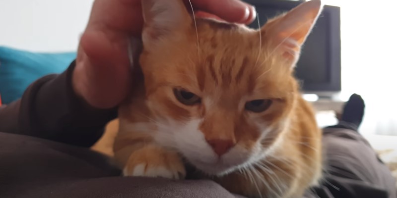 Do Cats Change Their Favorite Person Owner Explained 