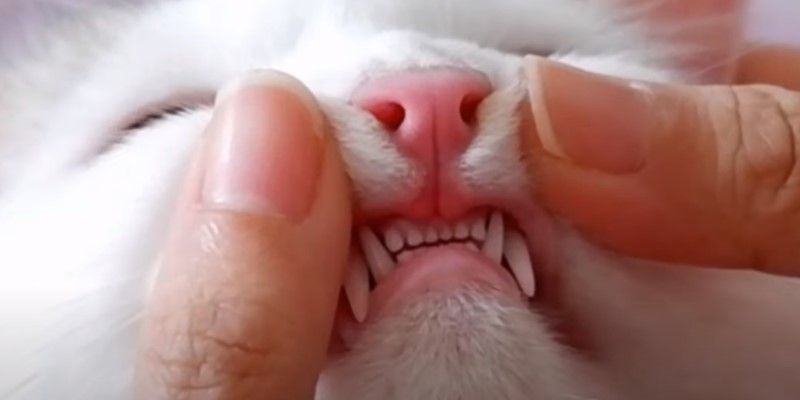 How Many Teeth Does a Cat Have