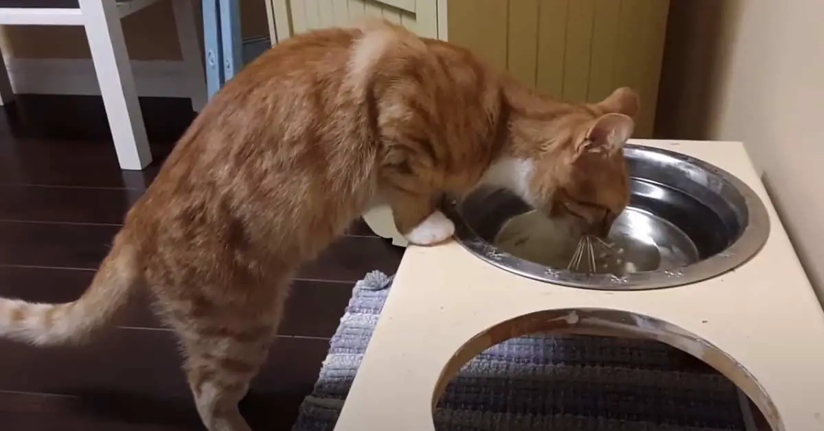 How Much Water Does a Cat Drink