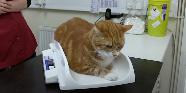 How To Weigh Your Cat At Home Helpful Tips