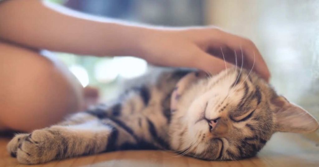 How To Tell If You Are A Cat s Favorite Person Explained 