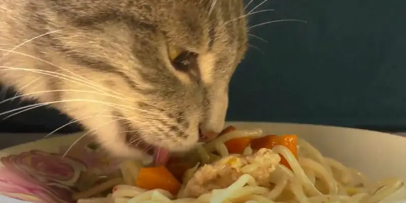 Can Cats Eat Pasta Sauce