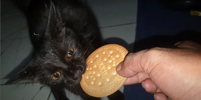 Can Cats Eat Shortbread Cookies