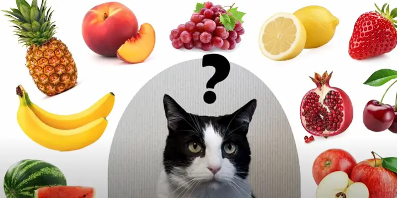 Which Fruits is Good for Cat
