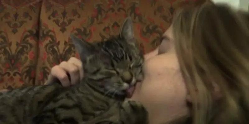 Why Does My Cat Lick My Face