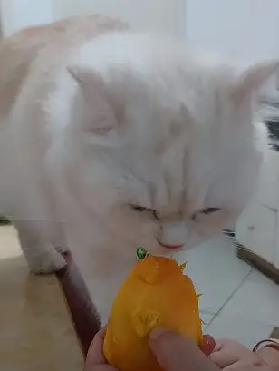 Cat eating mango