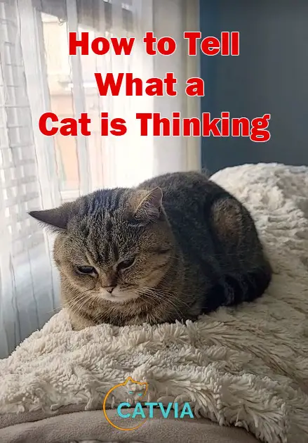 How to Tell What a Cat is Thinking