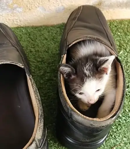 My Cat Lay on My Shoe