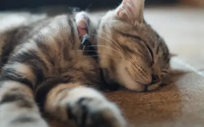 Why Do Cats Sleep All the Time