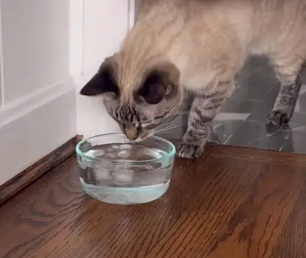 Why cat Drinks Lot of Water