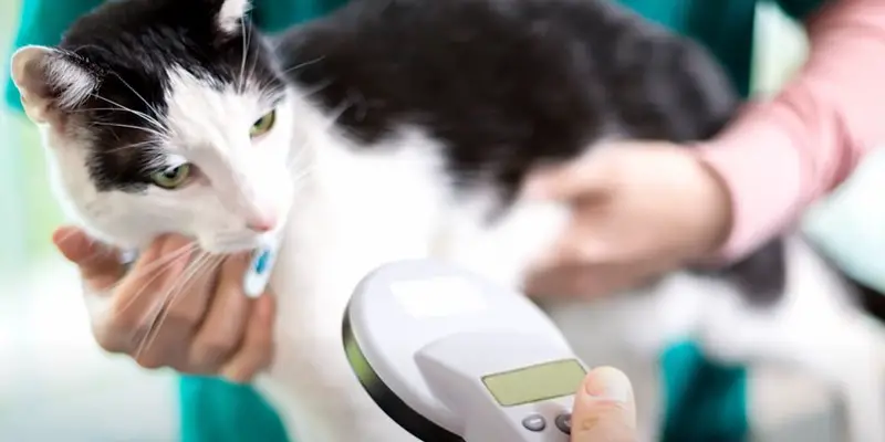 Why to Microchip Your Cat