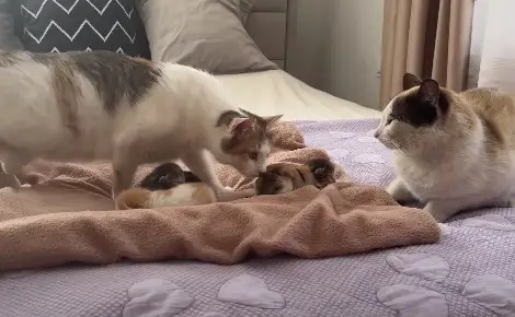 Will Cats Eat Their Kittens