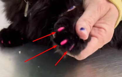 Cat Nail Cap