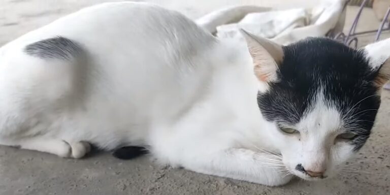 How to Treat Hairballs in Cats Naturally?