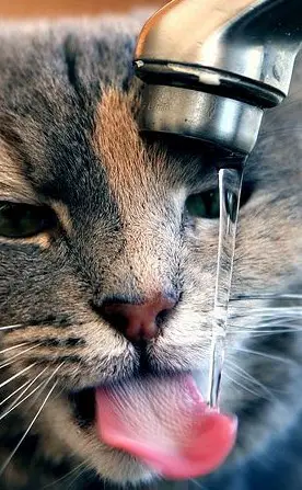 A cat drinking tap water