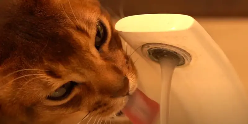 Can Cats Drink Tap Water