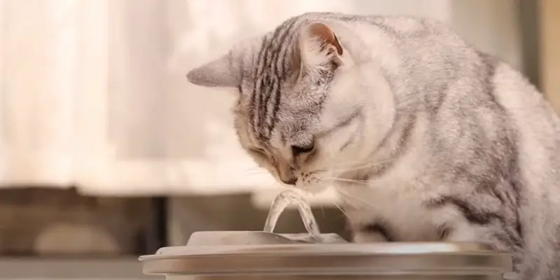 Disinfect Cat Water Fountain