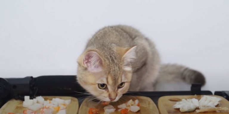 how-can-i-get-my-cat-to-eat-explained