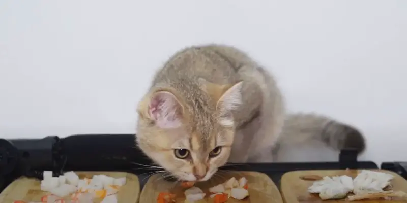 How Can I Get My Cat to Eat