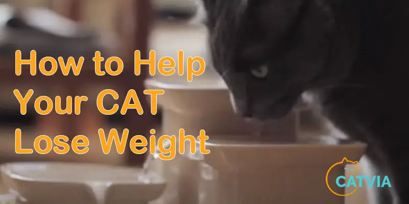 How Can I Get My Cat to Lose Weight